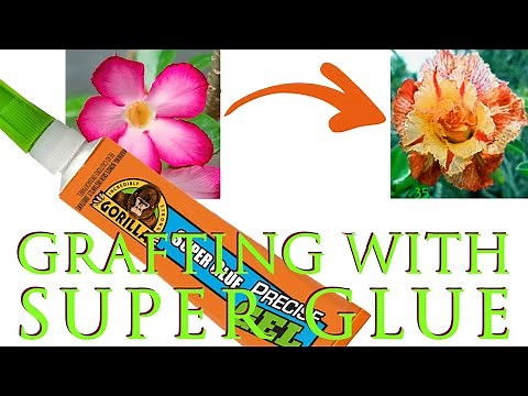 Desert Rose: Easy Grafting with Super Glue: 100% Success