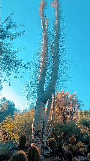 Explore the huntington: library, art, & gardens