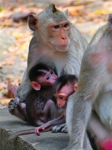 Cute Baby Monkey Very Active Playing