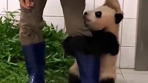 Giant panda cub won't let go of keeper's leg
