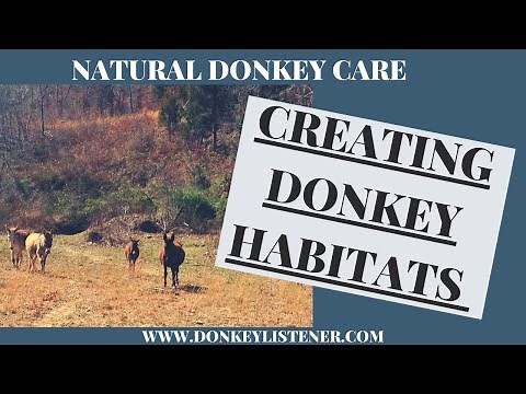 Keeping Donkeys (Donkey Care, Feeding Donkeys, Donkey Shelter)