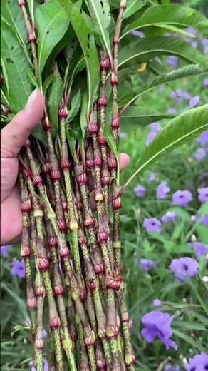 Water Pepper Plant Persicaria hydropiper The Spicy Medicinal Plant