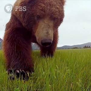 224K views | Catch Chris and Martin Kratt of Wild Kratts Official on the Today Show on Tuesday morning in the third hour. They'll be talking about Wild Alaska Live! #NHPBS | New Hampshire PBS | Facebook