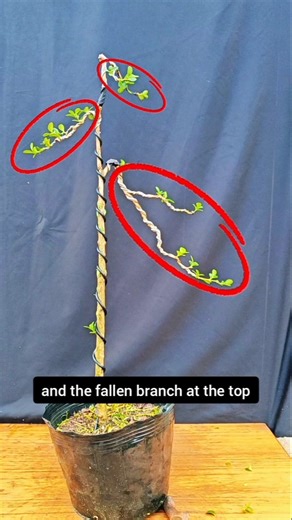 Bonsai shaping techniques to assist in bending and fixing aluminum wire#bonsai #bonsaimaking