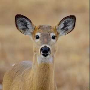 3.6M views · 63K reactions | Almost Got Me  FOLLOW FOR MORE FUNNY VIDEOS | Bubba Buck Adventures | Facebook