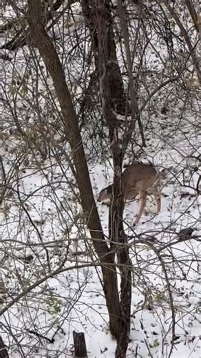 Tranquilizing deer is a critical part of deer research. #whitetaildeer #traditionalarchery