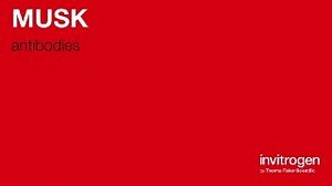 Anti-MUSK Antibodies | Invitrogen