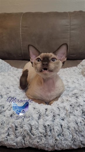Happy Friday & Halloween! | Miracatz Devon Rex & HHPs