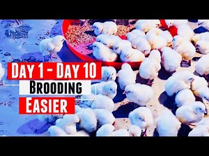 Broiler Brooding Best Management Practices - Day 10