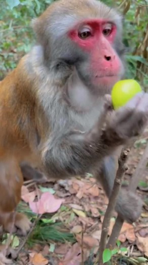 Discovering Mankey: A Deep Dive into Monkey Behavior