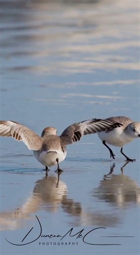 Samba Dancing Sandpipers