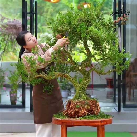 3 45 #bonsai #caycanh