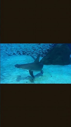 Watch as School of Fish Makes Way for the Shark | Georgia Aquarium Series #aquaticexploration