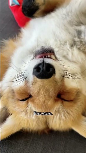 Why does this fox act like a dog.#fox #animals #funny #cute #core #foryou