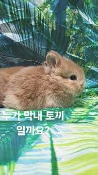미니토끼 네덜란드드워프 ~막내토끼는 누구?? #시흥애니멀프렌즈