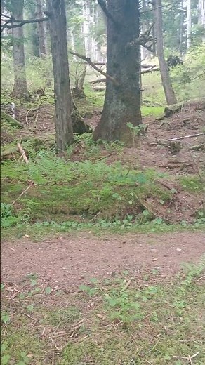 The Haunted Woods of Tenakee Springs Alaska!-2025