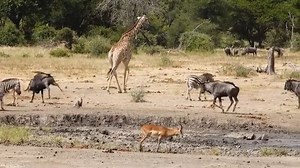 1.6M views · 10K reactions | Watch as this Wildebeest herd causes havoc at the waterhole in Kruger National Park, South Africa. #nature #amazing #animals #wildlife #safari | Wildest Kruger Sightings | Facebook