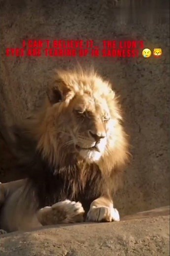 I Can’t Believe My Eyes… A Lion Crying