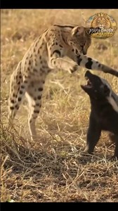 The Badger Never Saw The Pounce Coming #wildlife #animals #youtubeshorts