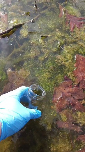 Exploring Fresh Pond Water Rotifers Under a Microscope