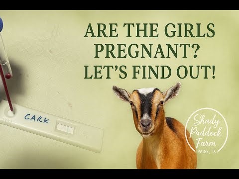 On-Farm Goat Pregnancy Test