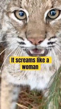 The Bobcat's Terrifying Scream: Nature's Perfect Killer