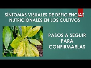 Pasos para confirmar las deficiencias nutricionales en los cultivos.