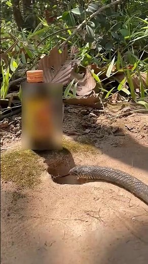 The Easiest Way to Trap Snakes Without Getting Hurt #animaltraps #snake #animals #wildlife #nature