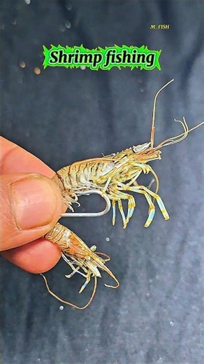 Shrimp Secret: Best Way to Rig Fish's Favorite Bait! 🦐 #fishing #fish #diy