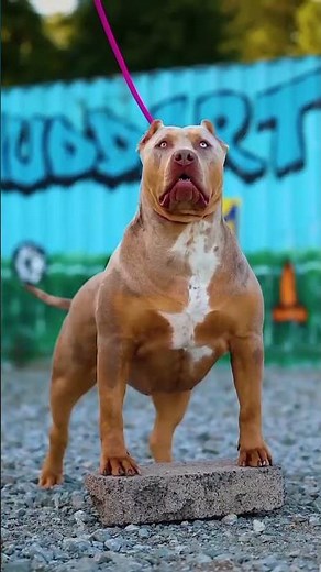 aggressive Pitbull dangerous
