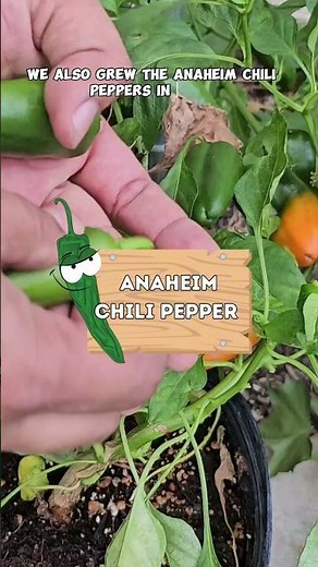 Harvesting Peppers! 🌶️ Chocolate Bell, Anaheim, Cayenne & Green Peppers