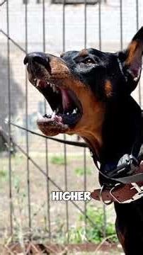 Is a Doberman Stronger Than a Pit Bull? | Dog Comparison