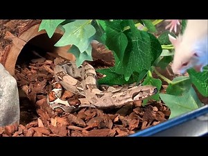 Baby Red Tail Boa constrictor LIVE FEEDING