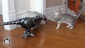 11M views · 145K shares | Raging against the machines | The Pet Collective | Facebook