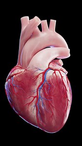 ⚡ How Does the Heart Keep Beating in Rhythm? ⚡ The heart's conduction ... | heart