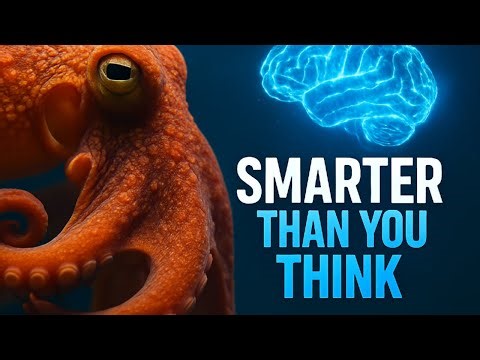 You Won’t Believe How Smart Octopuses Really Are