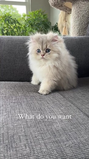 Wanting Chocolate Persian Kitten's Cuteness Overload