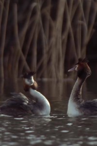 Springtime is showtime. Get closer to the stars with RSPB membership. | RSPB