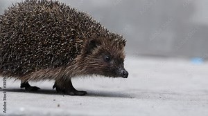 Hedgehog in the garden walking around, close up, scientific name - Erinaceus europaeus, also known as European hedgehog or common hedgehog