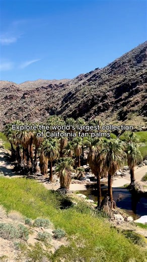 115K views · 1.2K reactions | Explore the world's largest collection of California fan palms in Indian Canyons & Tahquitz Canyon along the Palm Canyon Trail.  Hike a portion of this trail along the water and turn back when you’ve had your fill of spectacular oasis views. 量 Note: This land is owned by the Agua Caliente Band of Cahuilla Indians, and there is an admission fee. Visit Greater Palm Springs  @alishappyadventure on IG | Visit California | Facebook