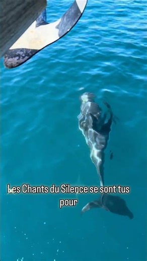 "Rencontre avec les gardiens de l'onde. 🐬✨"
