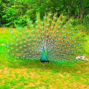 7.8M views · 4.5K reactions | Here is a peacock fanning out its tail feathers in a splash of color. Check it out! | China Plus Culture | Facebook