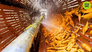 169K views · 959 reactions | 凌 Fresh Ooty Carrot Machine Cleaning Process 凌 | FOOD WORKS | Facebook