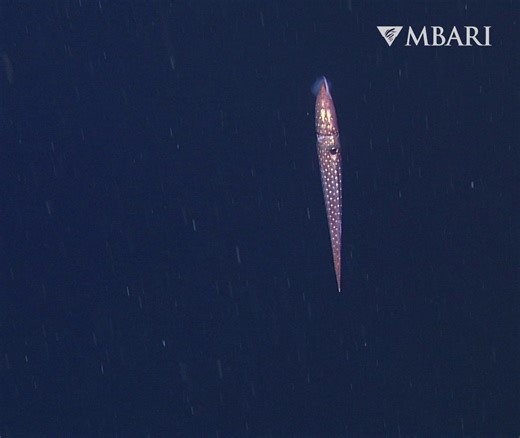 70K views · 2.8K reactions | Mystical, magical, mystery squid 朗⁠ ⁠...