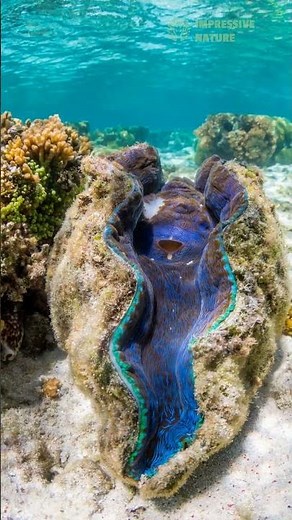 The 5 Most Stunning Creatures of Australia’s Great Barrier Reef!