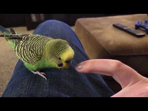 Kiwi The Budgie Imitates Both Male And Female Voices - 4K video