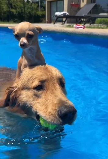 very silly dogs #dogs #dogsoftiktok #cutedog #funnydog | Dogs of TikTok