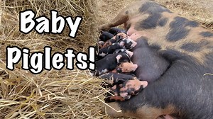 5.2K views · 88 reactions | Farrowing Pigs Pasture - AMAZING Results Well, our first due gilt finally had her piglets on pasture. Come along and see what results we got from farrowing pigs in a hay bale, on pasture without a barn or farrowing crates. These guys are 3/4 Berkshire pig with 1/4 mixed farm pig. They are beautiful looking piglets. | Sheraton Park Farms | Facebook