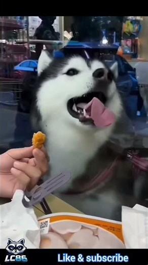 🐈car❤️dog🐕 #funny #comedy #funnydog #funnycat #dog #cat #shorts #fyp #funnyanimals