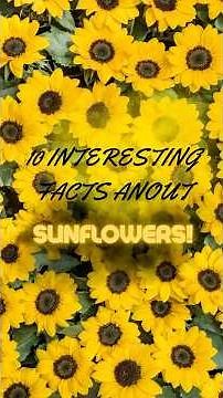 10 Interesting Facts About Sunflowers!